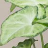 planta syngonium verde