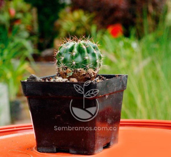 Cactus Asiento de Suegra | Echinocactus Grusonii | Cacteae