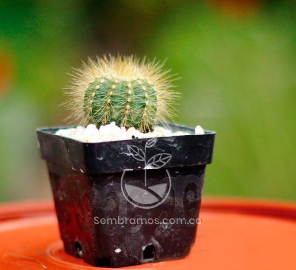 Cactus Bola de Oro | Echinocactus Grusonii | Cacteae