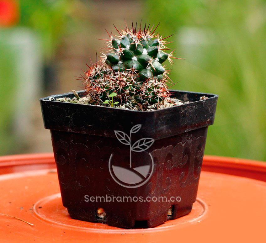 Cactus Mamilaria | Mammillaria Voburnensis ssp | Cacteae
