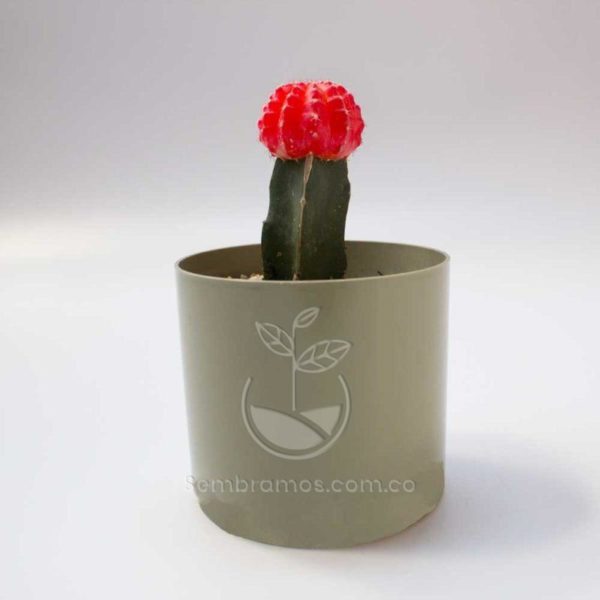Cactus injerto rojo