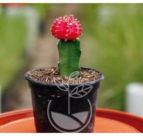 cactus bola