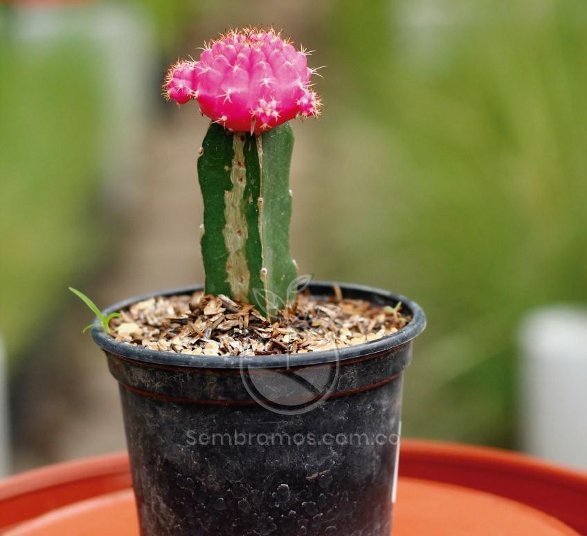 de madera válvula tubo Planta Cactus Bola Rosada | Venta de Plantas y Semillas | Tienda Online