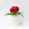 calceolaria roja