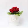 calceolaria roja