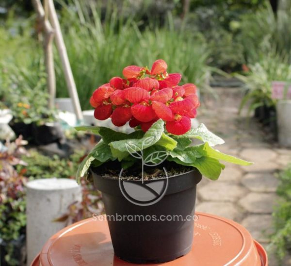 planta Calceolaria roja