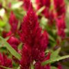 planta celosia plumosa roja
