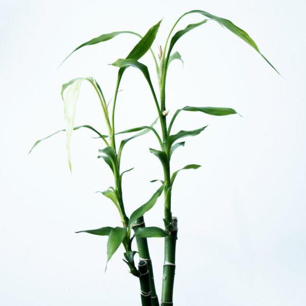 planta bambú de la buena suerte