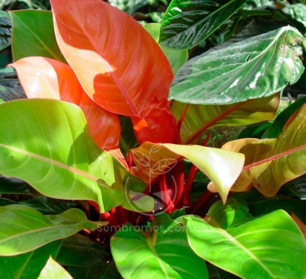 Philodendron Prince of orange (Philodendron Prince of orange)