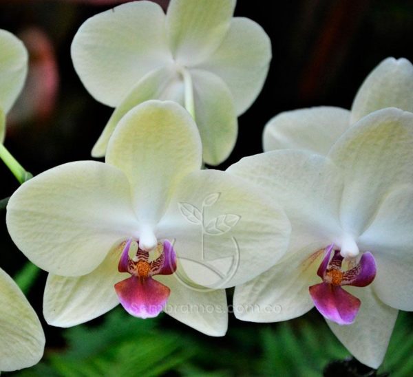 Orquídea Phalaenopsis Alevilla (Phalaenopsis)