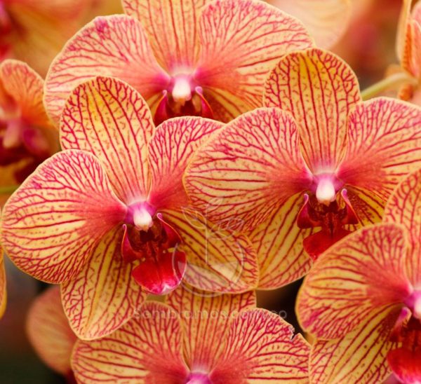 Orquídea Phalaenopsis Amarilla (Phalaenopsis)