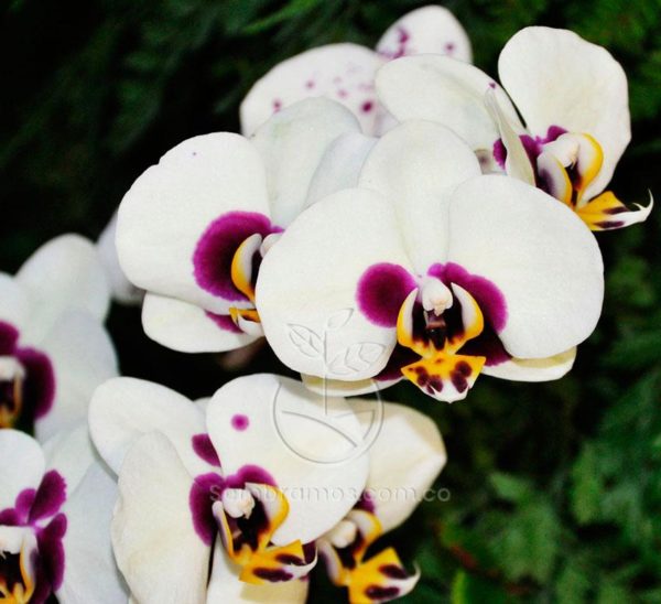 Orquídea Phalaenopsis Morada (Phalaenopsis)
