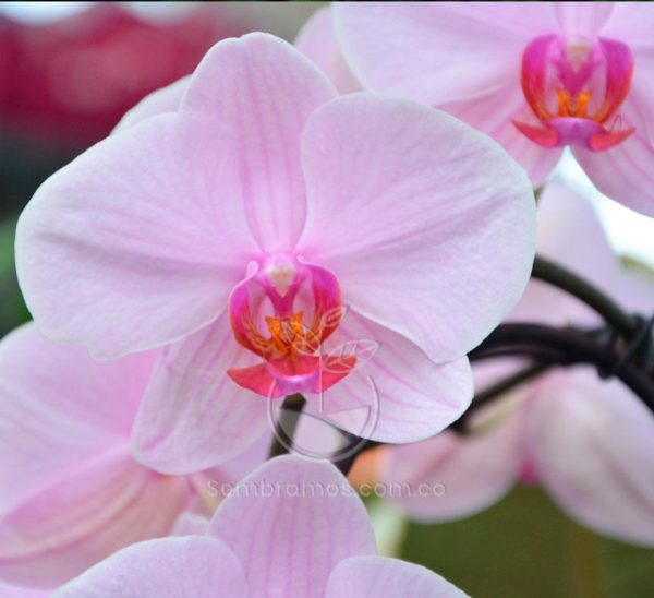 Orquídea Phalaenopsis Rosada (Phalaenopsis)