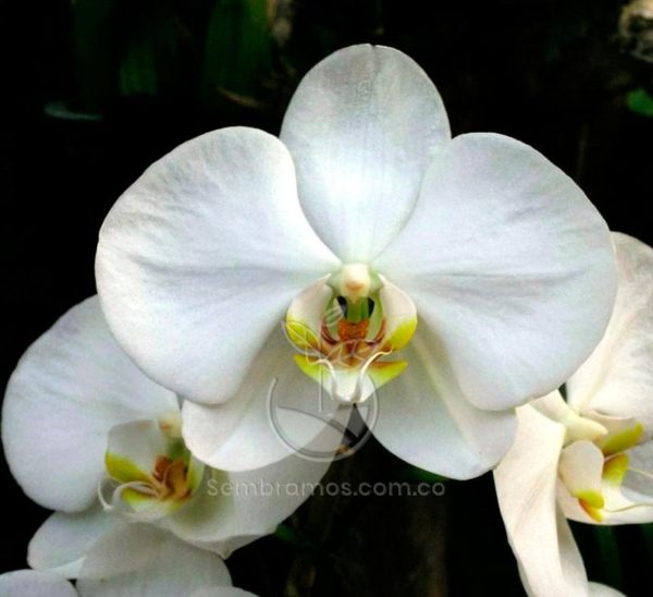 Orquídea Phalaenopsis Blanca (Phalaenopsis aphrodite)
