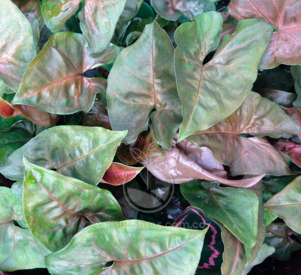 Singonium Rojo (Syngonium Podophyllum maria)