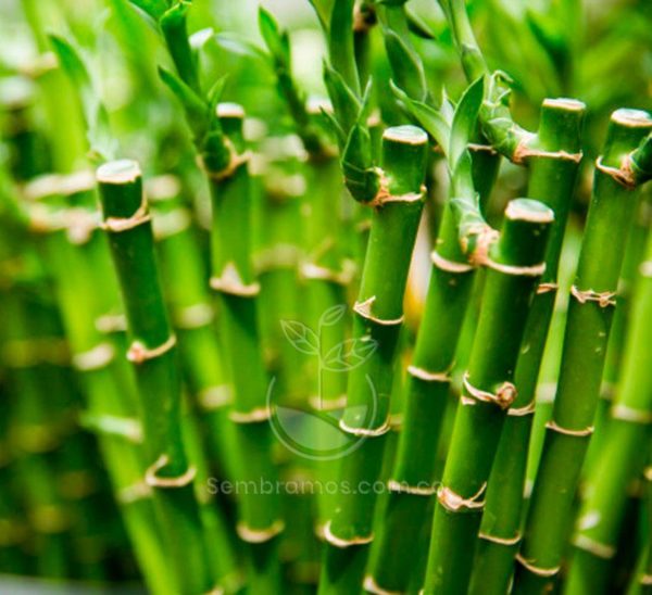 Bambu de la buena suerte (Dracaena braunii)