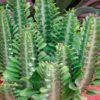 Especie de Cactus Arizona | Euphorbia Trigona