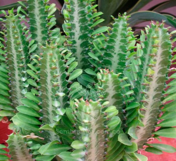 Cactus Arizona (Euphorbia Trigona)