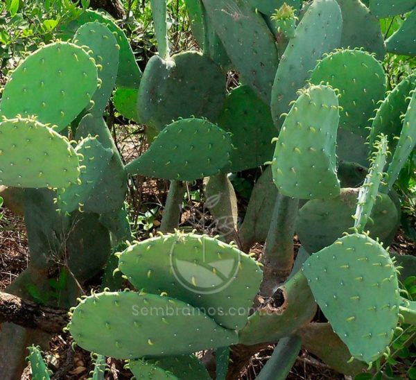Especies de Cactus Desert | Opuntia Brasiliensis