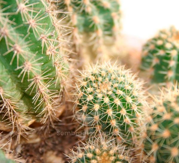 Cactus Texas (Austrocylindropuntia cylindrica)