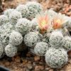 Especie de Cactus Mammillaria Gracilis