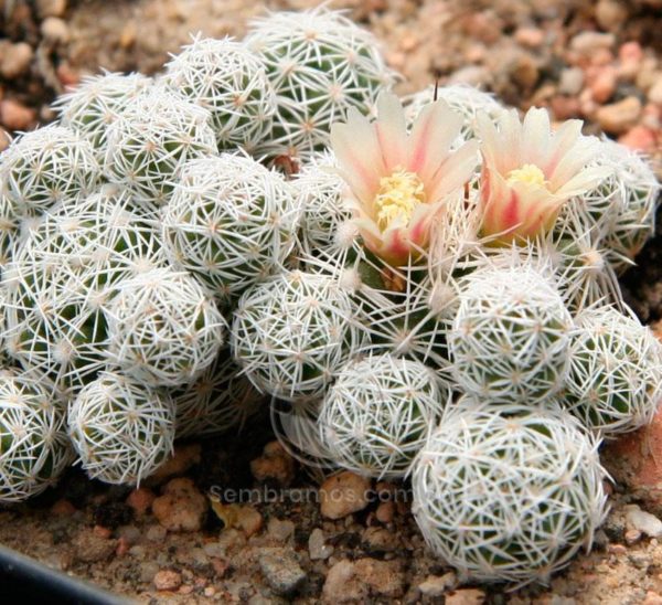 Cactus Gracilis (Mammillaria gracilis)