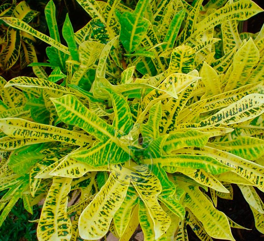 Especie de Croto Amarillo | Croton Amarillo | Codiaeum Amarillo