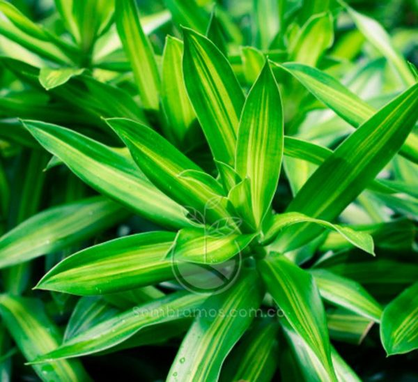 Cinta Verde Mini Dracaena (dracaena fragrans massangeana)