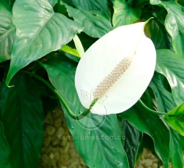 Espatifilo Blanco Mini (Spathiphyllum)