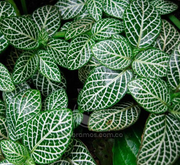 Fittonia Verde (Fittonia albivenis var. argyroneura)