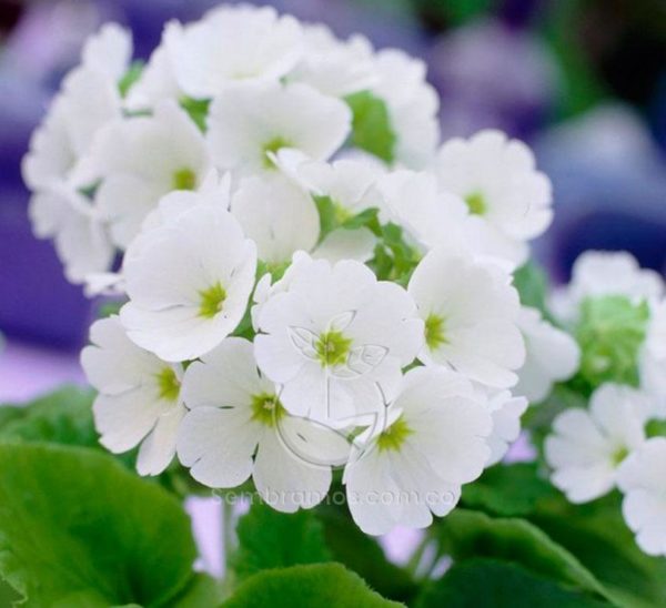 Especie de Flor Primavera Blanca | Primula Vulgaris