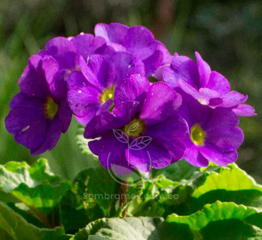 Especie de Flor Primavera Morada | Primula Vulgaris