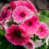 Especie de Flor Primavera Rosada | Primula Vulgaris