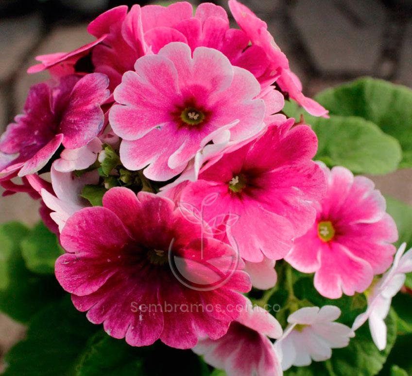 Especie de Flor Primavera Rosada | Primula Vulgaris