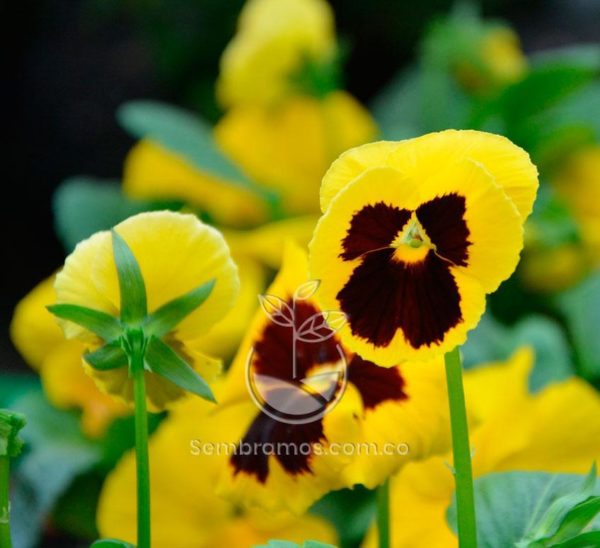 Pensamiento Amarillo (Viola × wittrockiana)