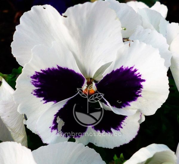 Pensamiento Blanco (Viola × wittrockiana)