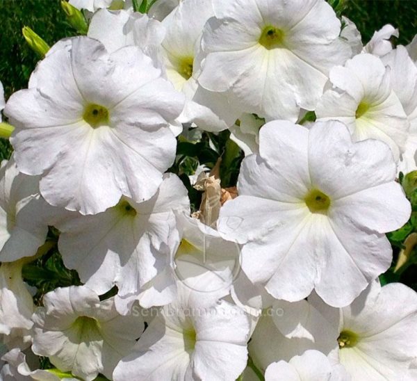 Petunia Blanca (Petunia axillaris)