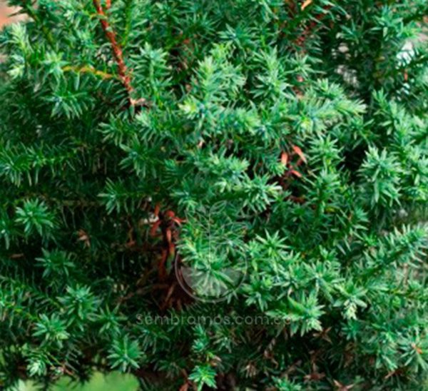 Bonsái Pino Estrella (Pinus spp)