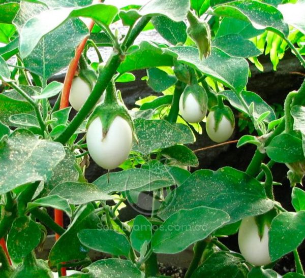 Planta Huevo (Solanum Ovigerum)