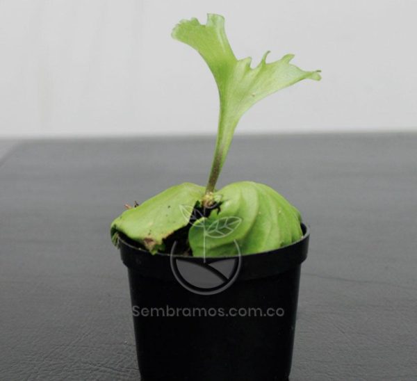 Cuerno Ridleyi (Platycerium Ridleyi)