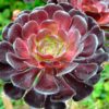 Especie de Suculenta | Suculenta Rosa Negra | Aeonium Arboreum
