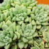 Especie de Suculenta | Suculenta Van Keppel | Echeveria Van Keppel