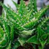 Especie de Suculenta | Aloe Enano | Aloe Juvenna