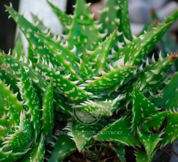 Especie de Suculenta | Aloe Enano | Aloe Juvenna