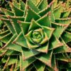 Especie de Suculenta | Aloe Nobilis | Suculenta Aloe