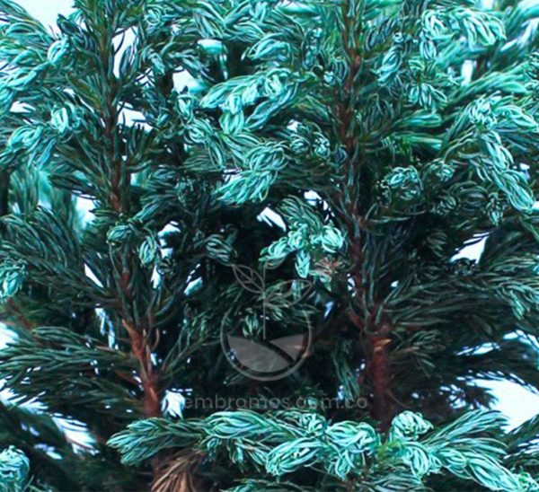 Bonsái Pino Azul (Juniperus procumbens)