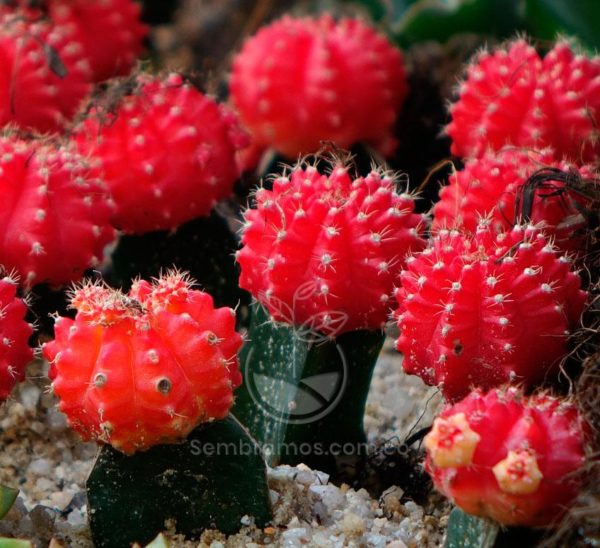 Cactus Bola (Gymnocalycium mihanovichii)