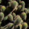 Especie de Cactus Texas | Austrocylindropuntia Cylindrica