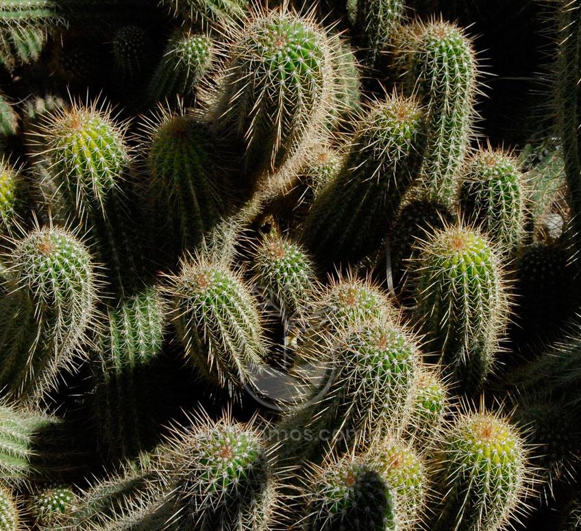Especie de Cactus Texas | Austrocylindropuntia Cylindrica