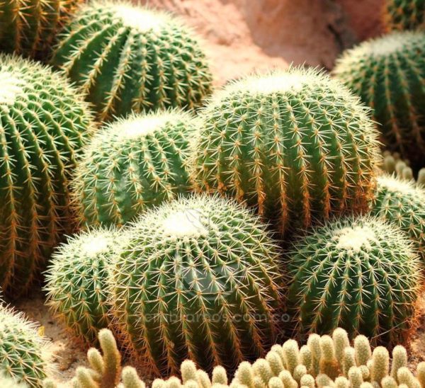 Cactus Utah (Echinocactus grusonii)